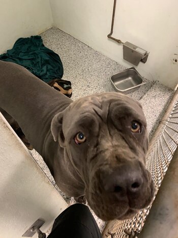 Roxy, el mastín napolitano que