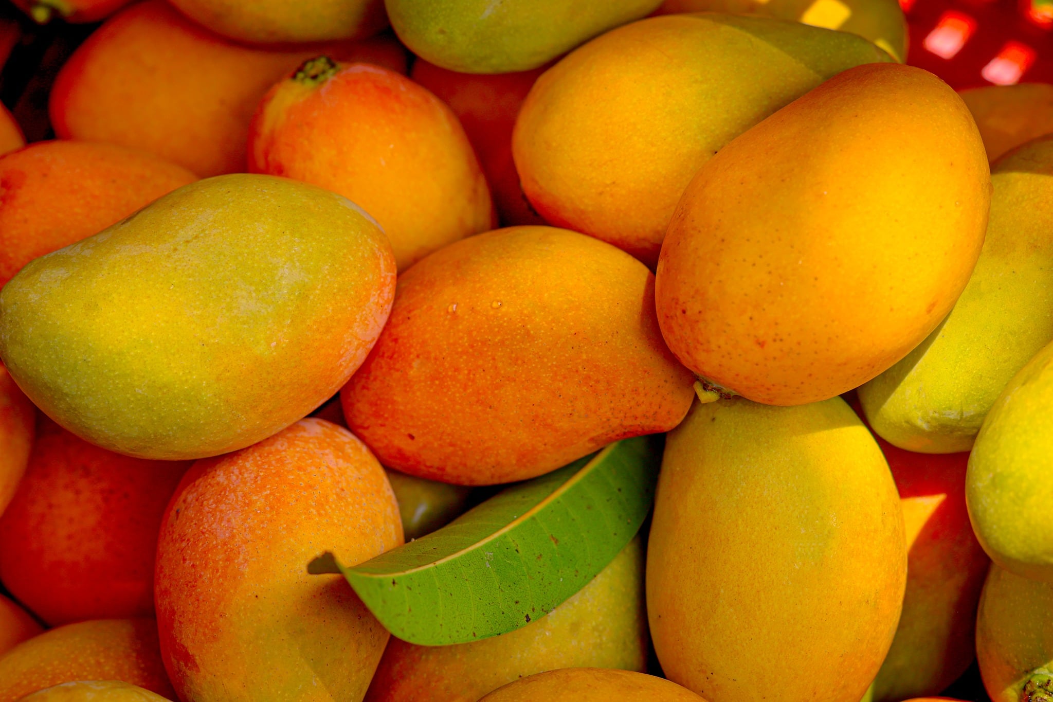 La República Dominicana ejecutó el 75 % del plan correctivo para recuperar las exportaciones de mango a Estados Unidos. /(Expo Mango El Salvador )