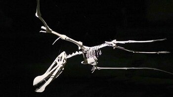 Desde una cabeza de pterosaurio