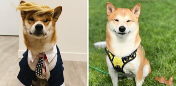 A la izquierda, el perro