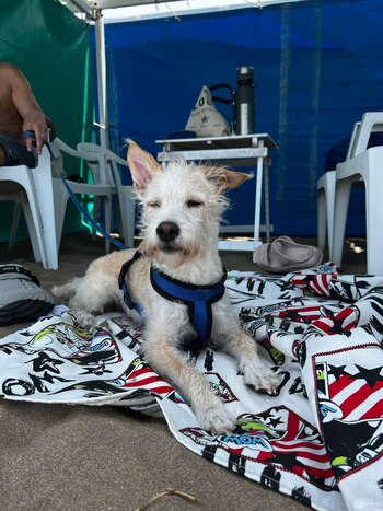 Balneario Mar del Plata Ibiza Pet Friendly