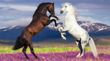 Yeguas de probeta: científicos argentinos