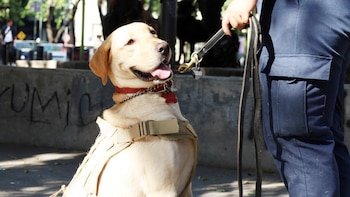Perros detectores de República Dominicana y Centroamérica asisten a México para blindar sus fronteras ante la ola mundialista