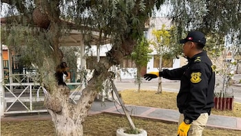 Serfor rescata a mono machín negro encadenado y mal de salud en Ilo.