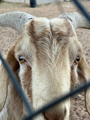 Hay algunos chivos que viven
