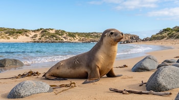 Un león marino descansa sobre la arena entre rocas y algas secas, con la orilla del mar y dunas al fondo bajo un cielo despejado.