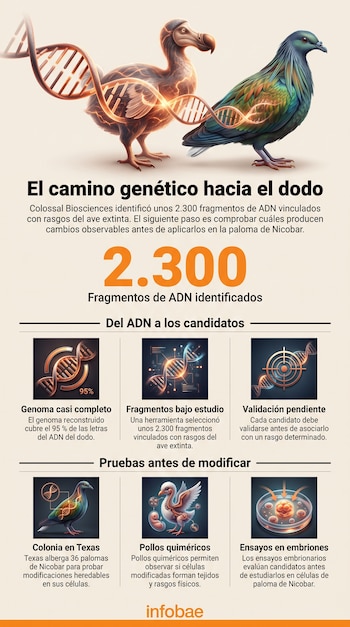 Infografía con ilustraciones de un dodo, una paloma de Nicobar, hebras de ADN e íconos explicativos con texto de Infobae.