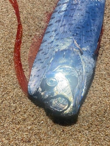 Pez Remo en Baja California