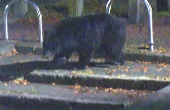 Un gato de pelaje oscuro camina sobre un suelo gris con hojas de otoño. Se ven estructuras metálicas curvadas y árboles difusos en el fondo