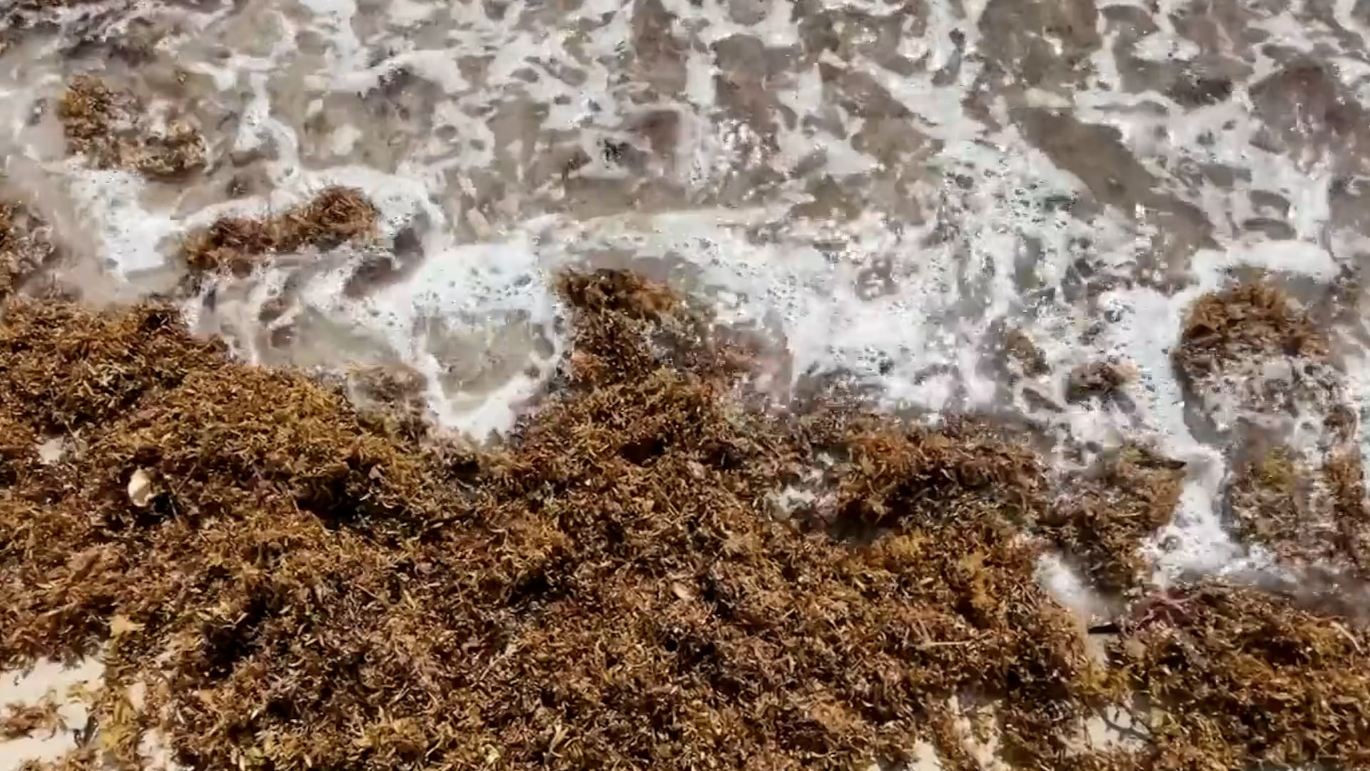 El Servicio Meteorológico Nacional advierte que las corrientes de resaca pueden arrastrar mar adentro incluso a nadadores experimentados. (Captura de video)
