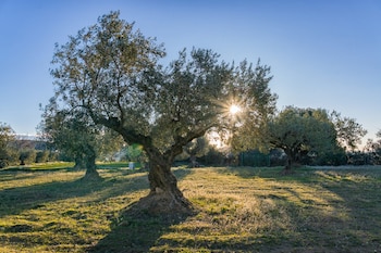 Olivar