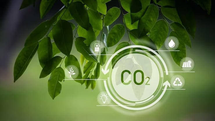 Incluir a las hormigas Atta cephalotes en los modelos de cambio climático puede mejorar la gestión y conservación de los bosques tropicales frente a variaciones de CO₂ (Freepik)