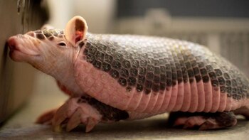 Incomum, eles encontram um tatu