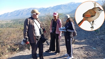 Investigadores identifican una posible nueva especie de ave en un bosque andino del Perú