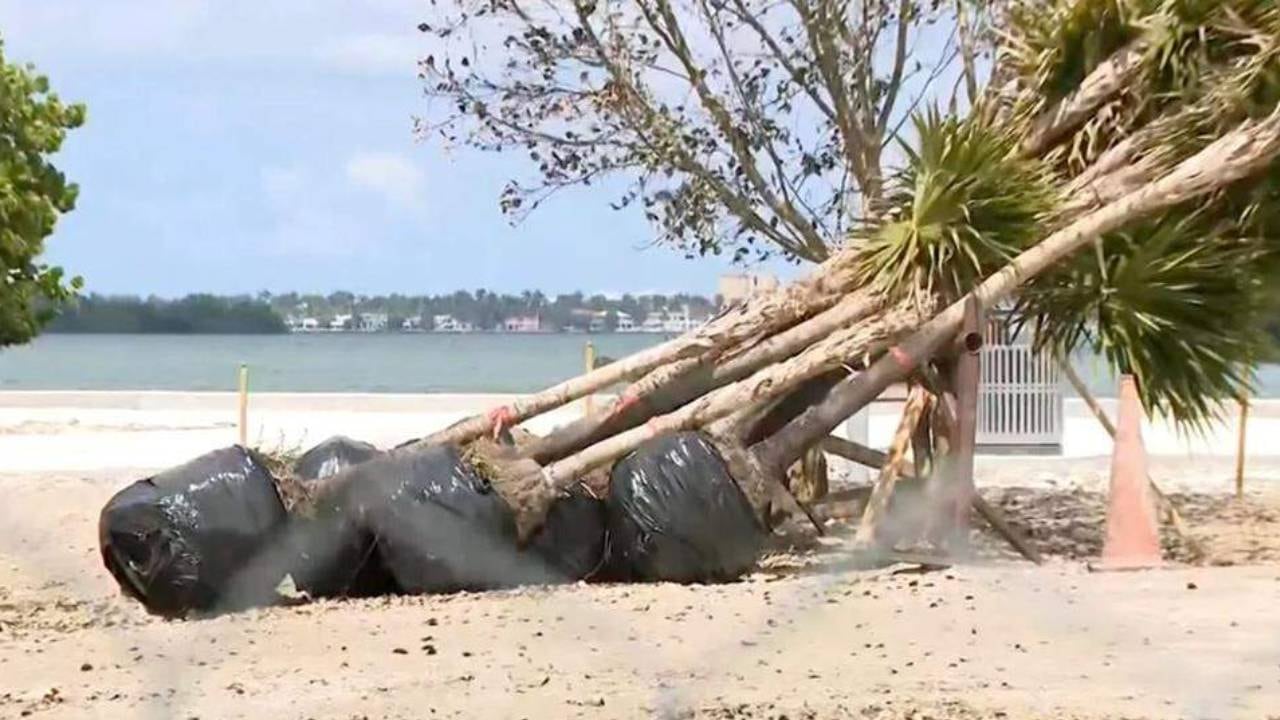 Los residentes denuncian que recientes cambios administrativos facilitaron los permisos de tala y benefician a desarrolladores en detrimento del entorno ambiental de Miami. (CBS Miami)