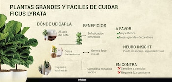INFOGRAFIAS PLANTAS LIVING DECO