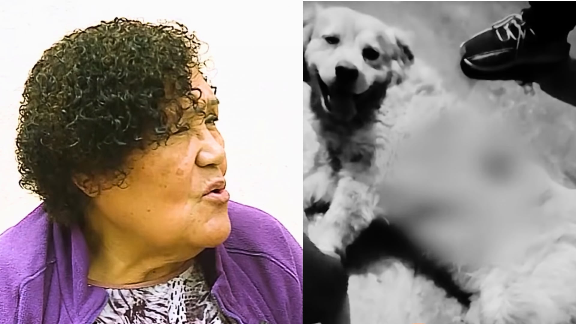 Teodora solicita justicia y ayuda médica tras la agresión que sufrió su perro Charlie a manos de un vecino en Villa El Salvador. (Composición: Infobae Perú / Latina Noticias)