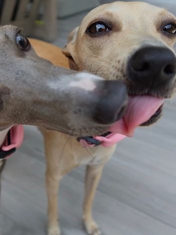 Los perros de la pareja, con sus collares rosas, también tuvieron su lugar en el álbum de recuerdos