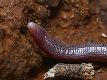 Primer plano de la cabeza y parte del cuerpo anillado y rosado de una cecilia emergiendo de tierra rojiza y húmeda junto a un trozo de madera