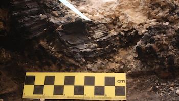 La cantidad de anillos de crecimiento permite aplicar dendrocronología con una precisión inédita para la cronología de Jerusalén (Universidad de Tel Aviv)
