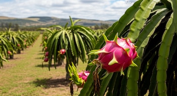 Pitaya rosa vibrante en primer plano en una huerta argentina, con filas de plantas de dragón y montañas en el fondo bajo un cielo nublado.
