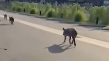 La aparición de chanchos salvajes