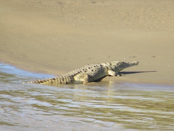 Pese al reciente avistamiento, esta especie está en peligro de extinción - crédito Corporación Autónoma Regional del Alto Magdalena