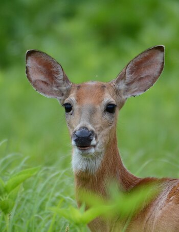 Existe sospecha de que los