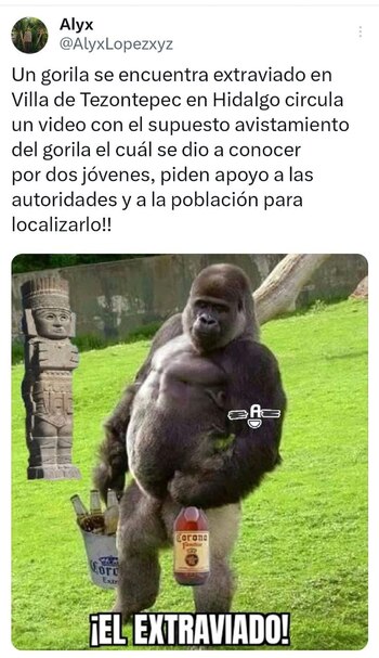 Memes sobre el gorila extraviado