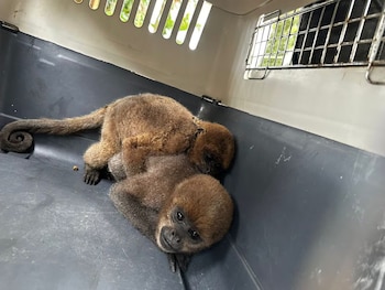 Un ocelote y tres monos