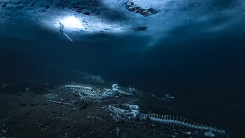 Un hallazgo reciente mostró veinte