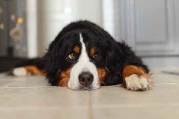 Birdie - the Bernese Mountain