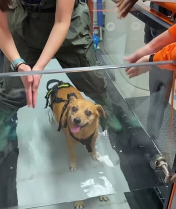 En el video puede verse