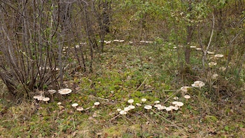 En Europa, África, América del