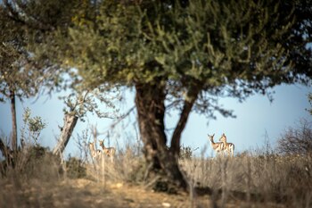 Gacelas de montaña salvajes en