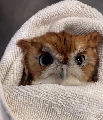 El caso de Newton ilustra