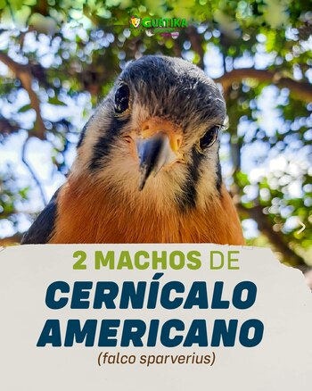 Dos machos de cernícalo americano