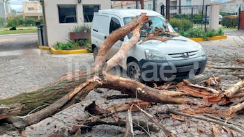 Esperaba dentro del auto, un árbol le cayó encima y demandó al municipio y a un barrio cerrado: por qué la Justicia solo condenó al Estado
