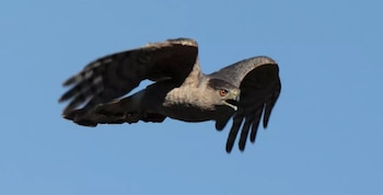 Un Gavilán de Cooper, un ave grande