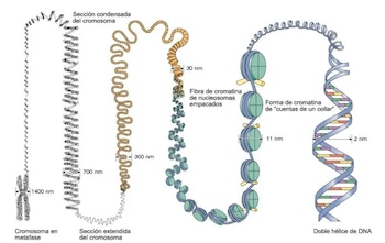 Explicación biológica del Dr. Murakami.