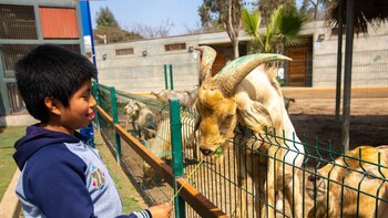 Día del Niño peruano: Clubes