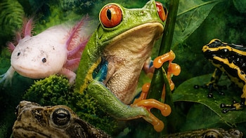 Día Mundial de las Ranas: Perú es considerado el paraíso de estos anfibios al albergar más de 620 especies