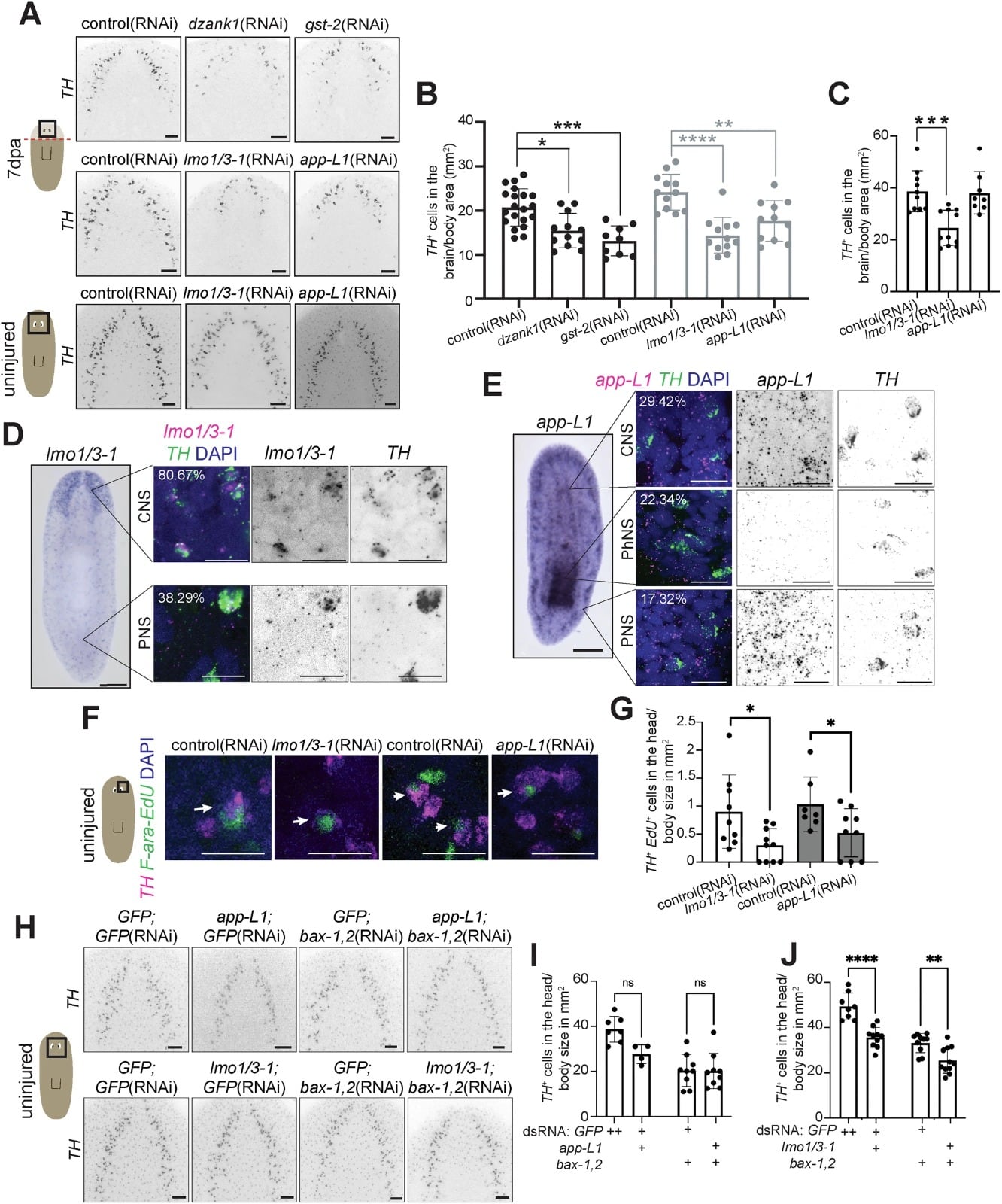El equipo busca que los hallazgos genéticos optimicen la eficacia de los trasplantes de células madre en el cerebro humano (Gentileza, estudio Los mecanismos combinatorios especifican la ubicación celular y la identidad del neurotransmisor durante la neurogénesis de la planaria, publicado en Nature Communications)