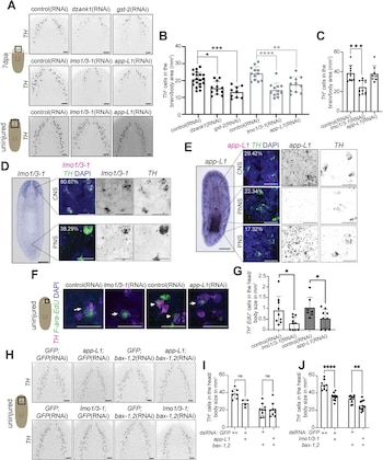 Diagrama científico compuesto por diez paneles con microfotografías fluorescentes de planarias y gráficos de barras cuantitativos