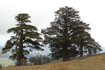 El análisis de anillos de