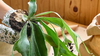 Esto es lo que debes