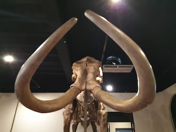 La excavación duró cerca de