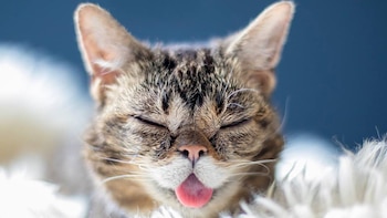 Lil Bub fue adoptada en