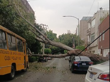 caida arbol 3 de mayo 2026 cdmx