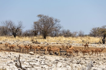 Parque Nacional Etosha